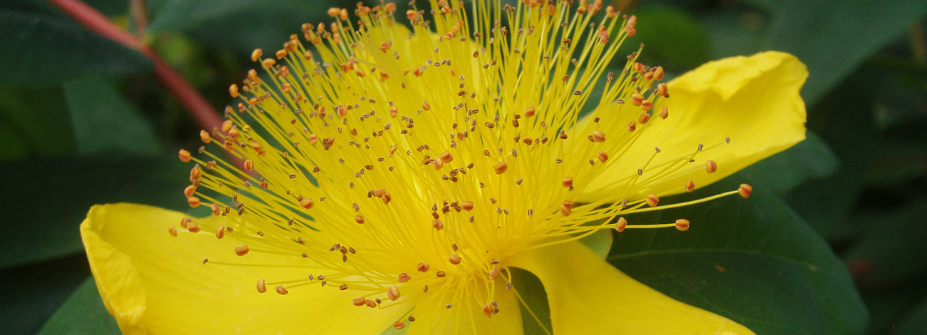 Hypericum calycinum
