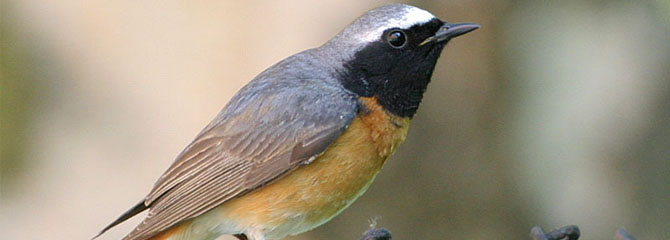 Phoenicurus phoenicurus