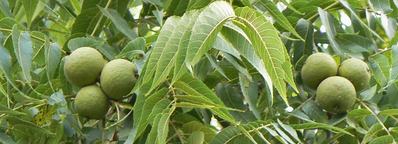 Juglans nigra