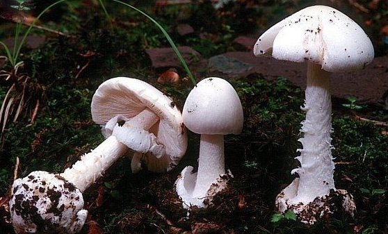 Amanita virosa