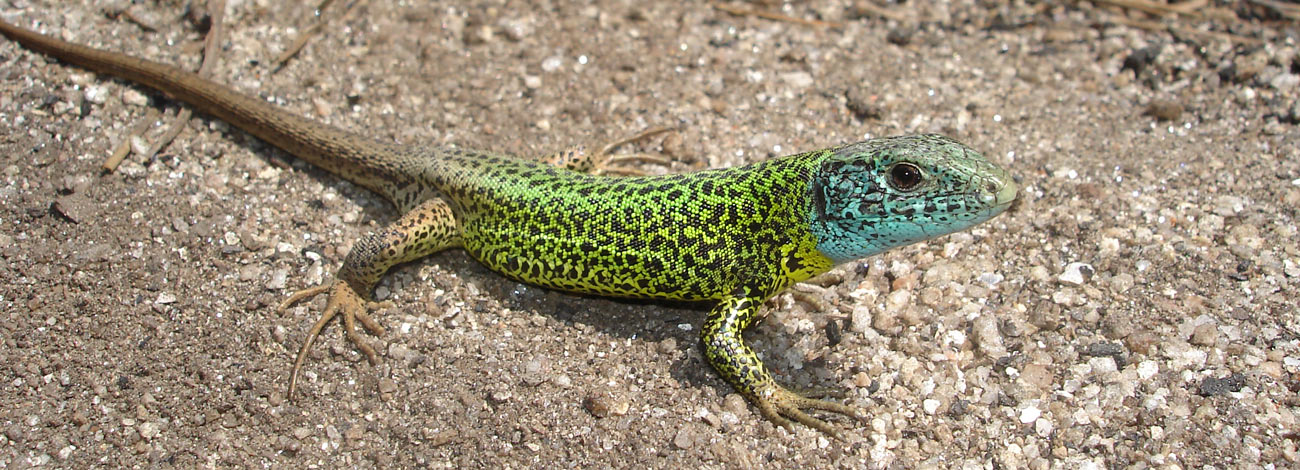 Lacerta schreiberi