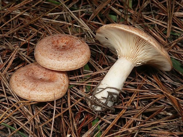 Lactarius chrysorrheus