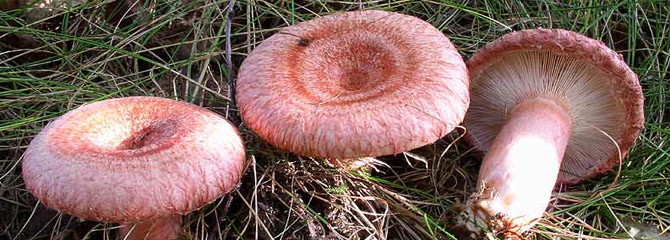 Lactarius torminosus