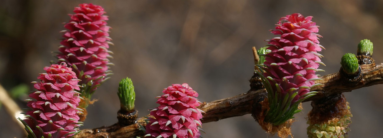Larix decidua