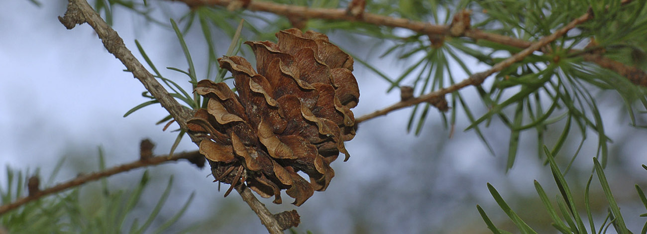 Larix kaempferi