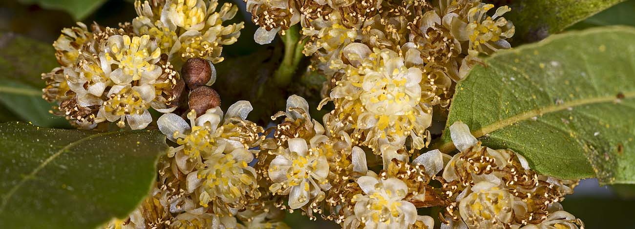 Laurus nobilis