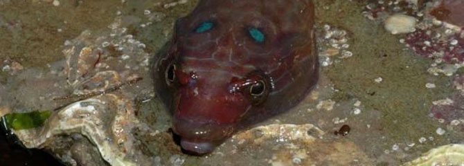 Lepadogaster lepadogaster