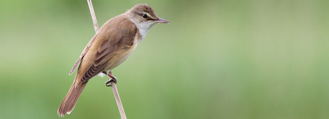 Acrocephalus arundinaceus