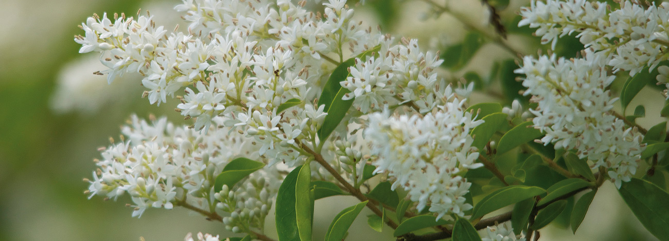 Ligustrum vulgare
