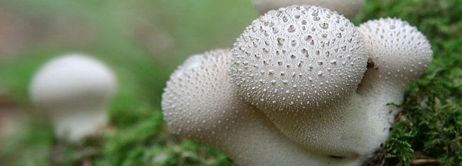 Lycoperdon perlatum
