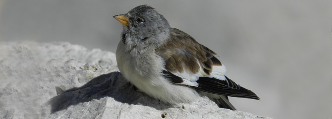 Montifringilla nivalis