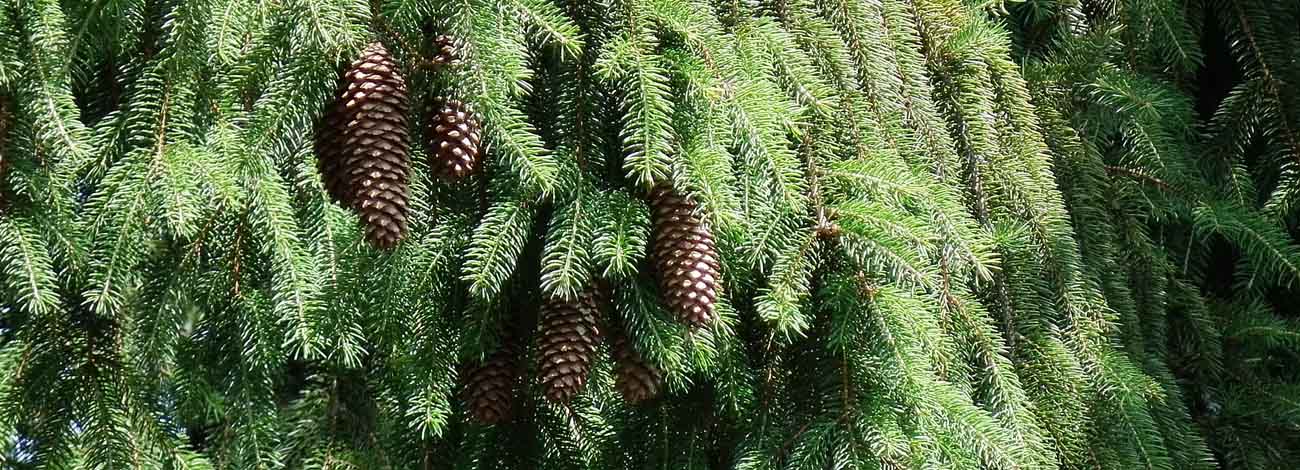 Picea abies