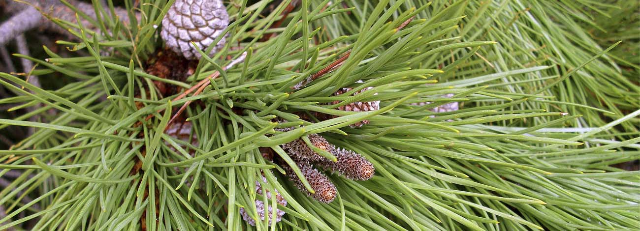 Pinus pinea