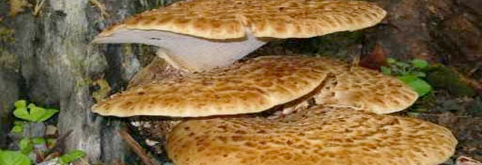 Polyporus squamosus