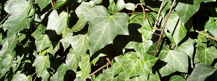 Hedera helix