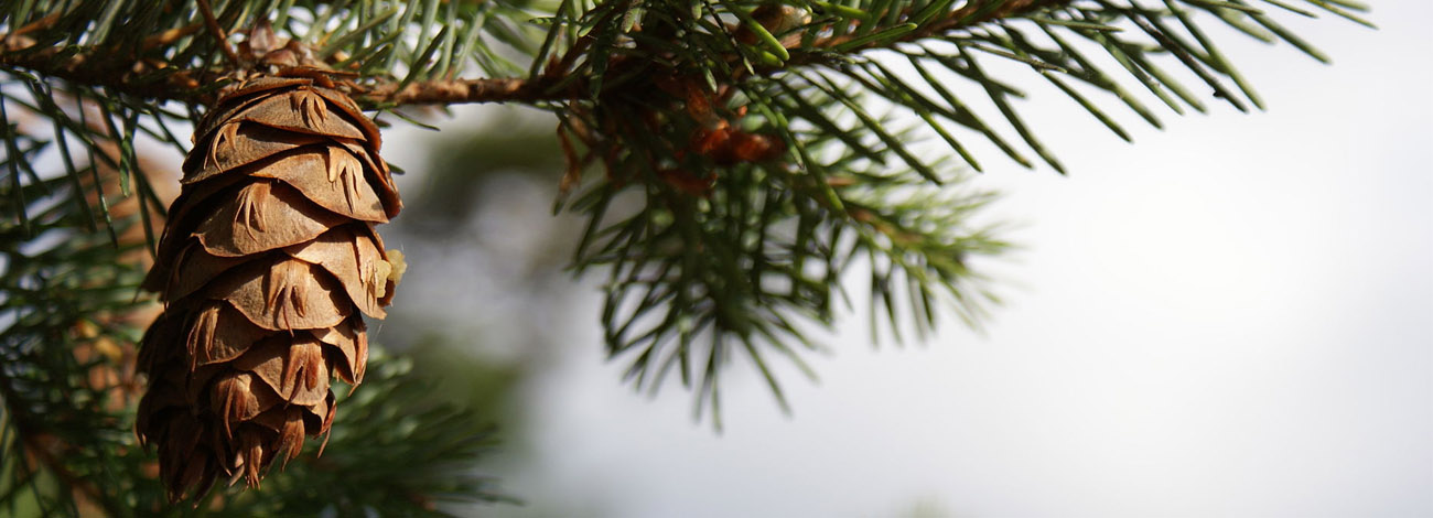 Pseudotsuga menziesii