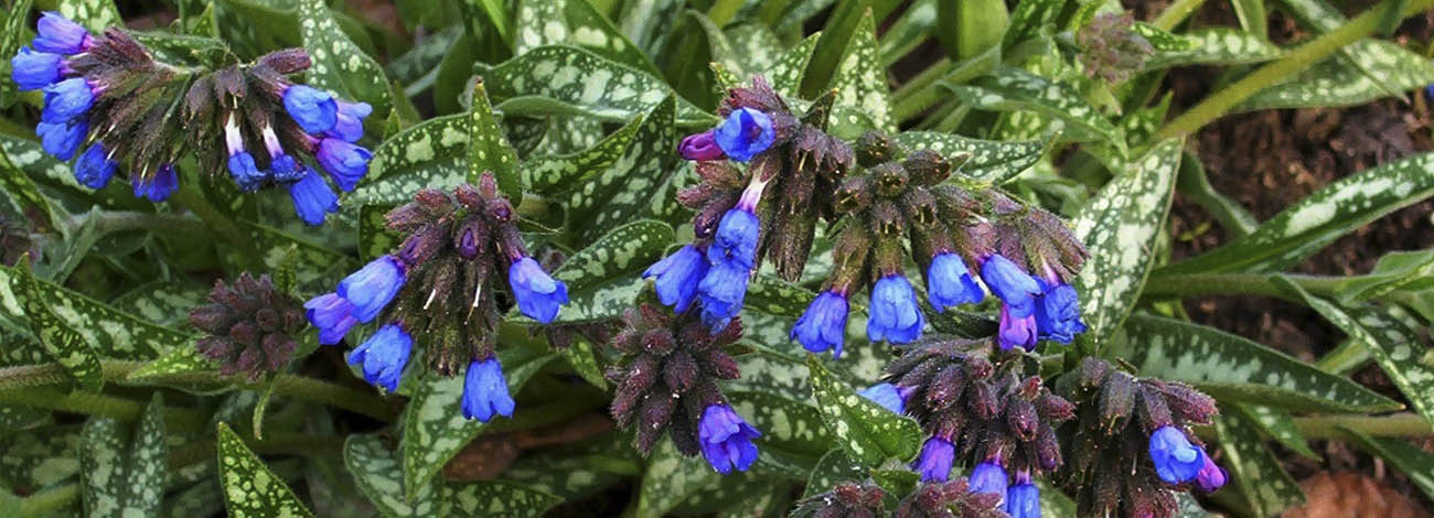 Pulmonaria longifolia