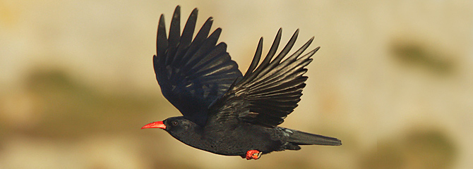 Pyrrhocorax pyrrhocorax