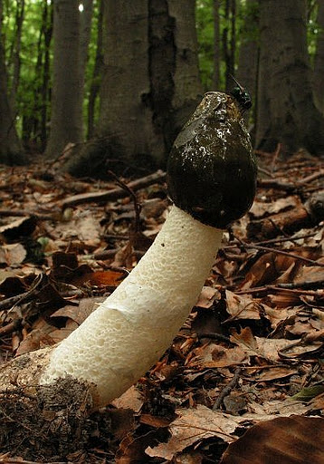 Phallus impudicus