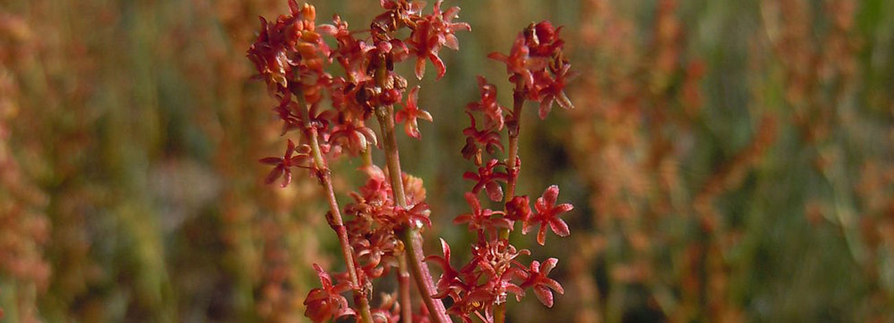 Rumex acetosella