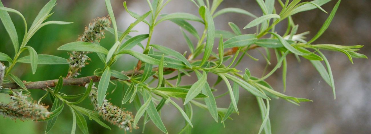 Salix viminalis