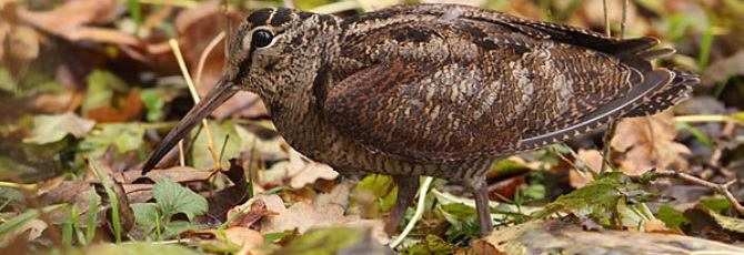 Scolopax rusticola