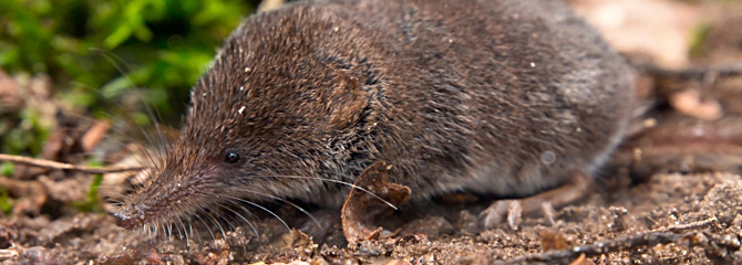 Sorex minutus