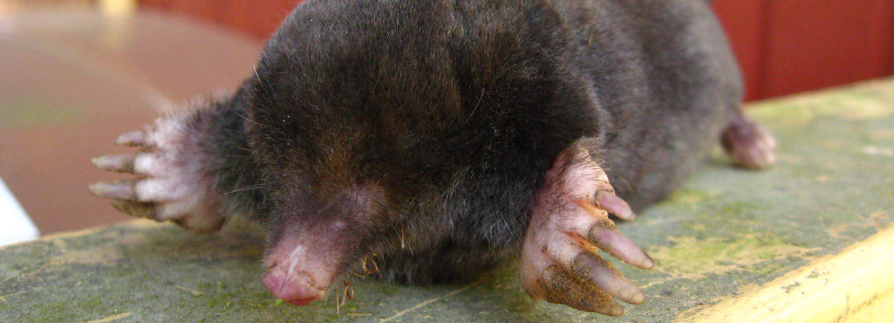 Talpa europaea