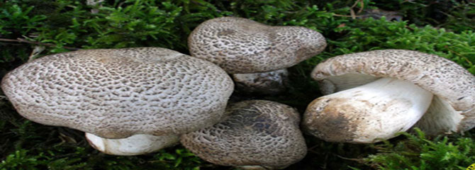 Tricholoma tigrinum