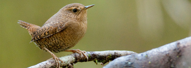 Troglodytes troglodytes