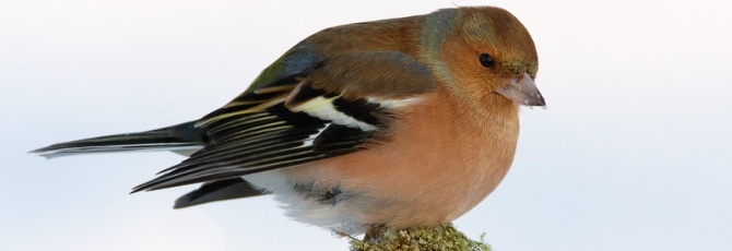 Fringilla coelebs