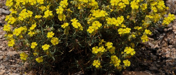 Helianthemum syriacum