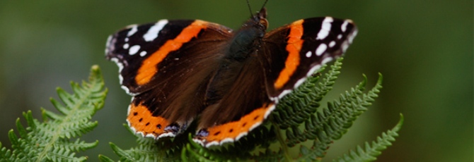 Vanessa atalanta