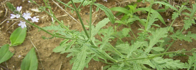 Verbena officinalis