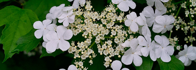 Viburnum opulus