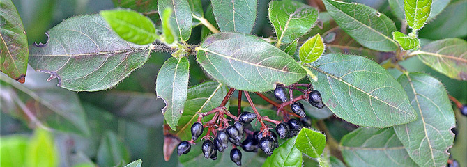 Viburnum tinus
