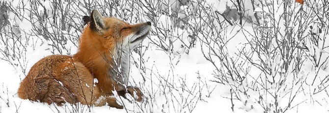 Vulpes vulpes