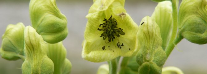 Aconitum anthora