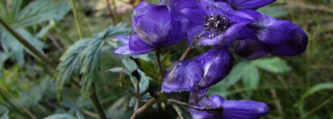 Aconitum variegatum subsp. pyrenaicum