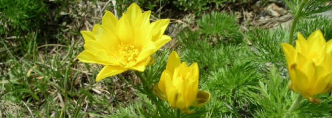 Adonis pyrenaica