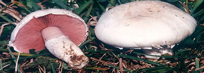 Agaricus campestris