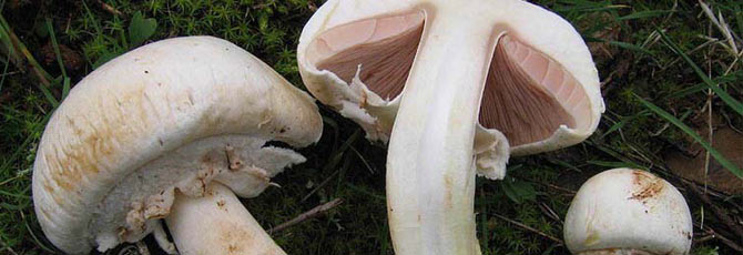 Agaricus xanthodermus