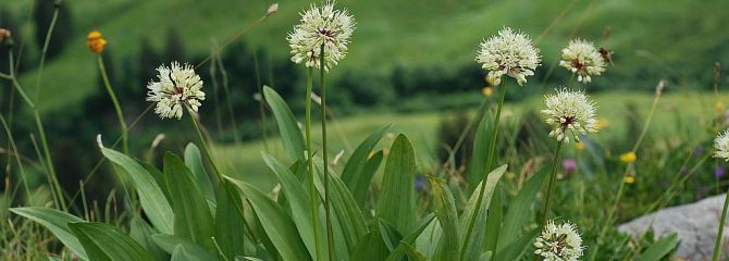 Allium victorialis
