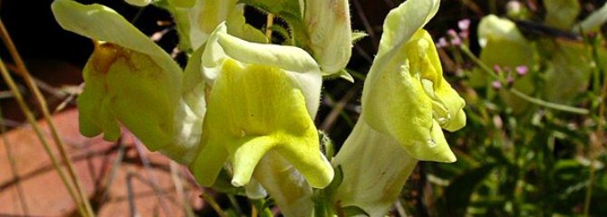 Antirrhinum braun-blanquetii