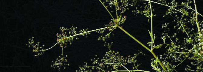 Apium graveolens subsp. butronensis