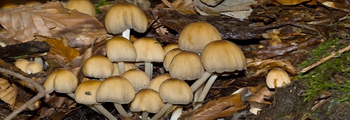 Coprinellus micaceus