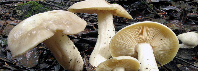Entoloma sinuatum