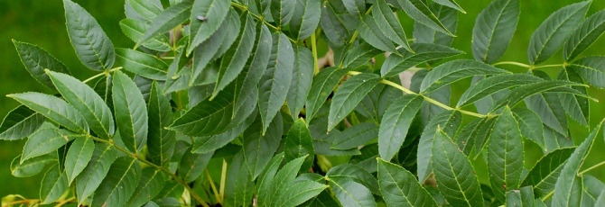 Fraxinus excelsior