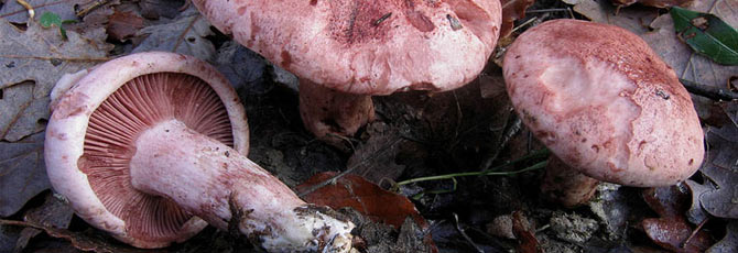Hygrophorus russula