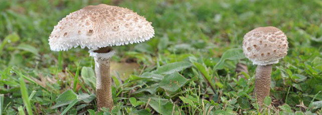 Macrolepiota procera